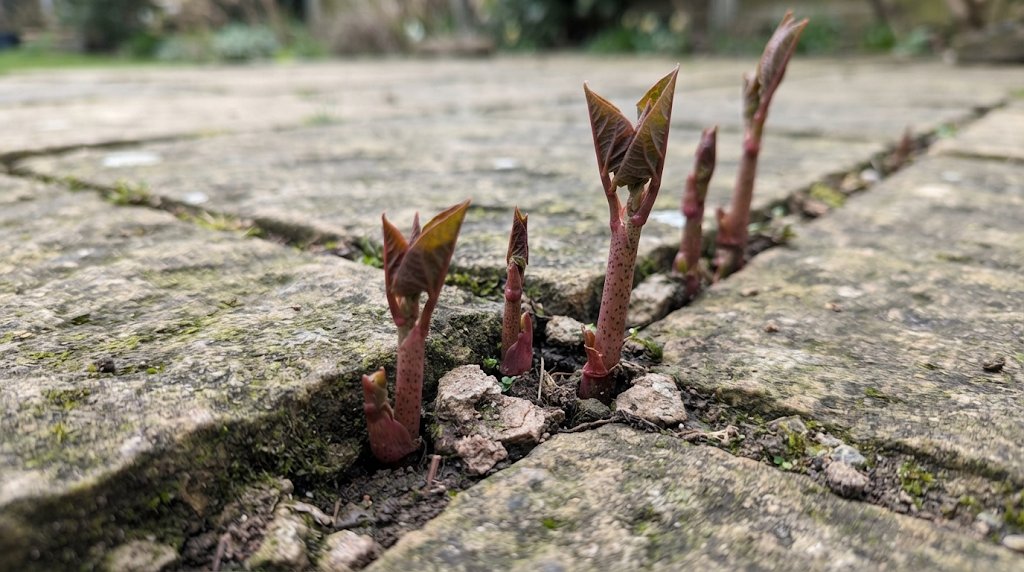Spring shoots